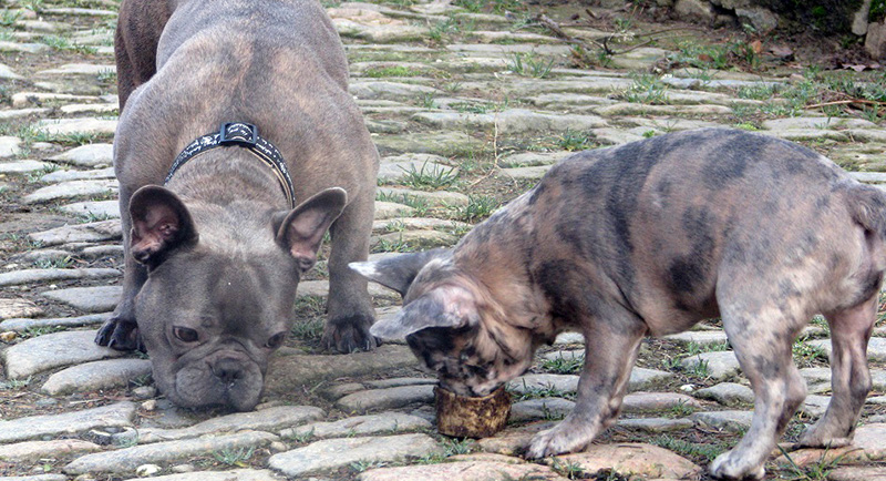 Französische Bulldogge Welpen Merle blue Peat Black Brindle mit
